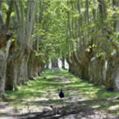 jardines